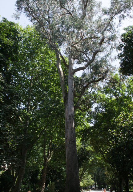 árbol